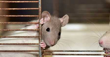 pixabay rat 4075128 640